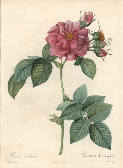 Rosier de Frankfurt - Eau forte de Bessin, basada en una ilustración de Pierre Joseph Redoute, de Les Roses de Pierre Joseph Redouté