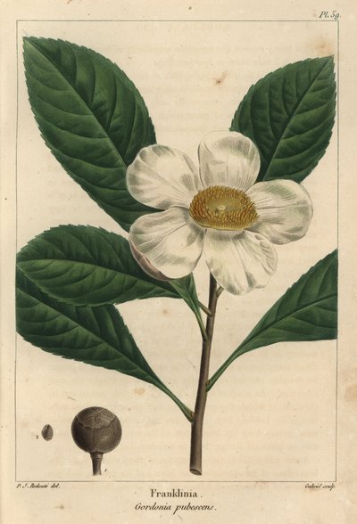 Árbol de Franklinia, Gordonia pubescens (grabado) de Pierre Joseph Redouté