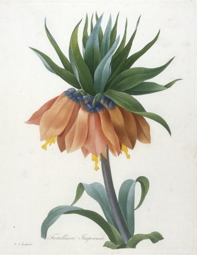 Fritillaire Imperiale, de Choix Des Plus Belle Fleurs et des Plus Beaux Fruits, 1827 de Pierre Joseph Redouté