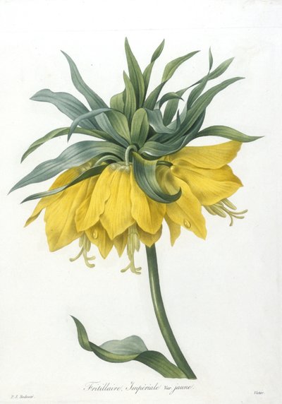 Fritillaire, Imperiale variété jaune, de Choix Des Plus Belle Fleurs et des Plus Beaux Fruits, 1827 de Pierre Joseph Redouté