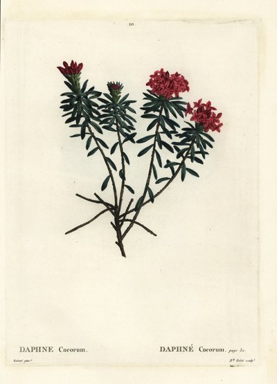 Garlanda de flores rosa oro daphne, Daphne cneorum. Grabado a puntos coloreado a mano por Miss Rolet después de una ilustración de Pierre-Joseph Redoute del 