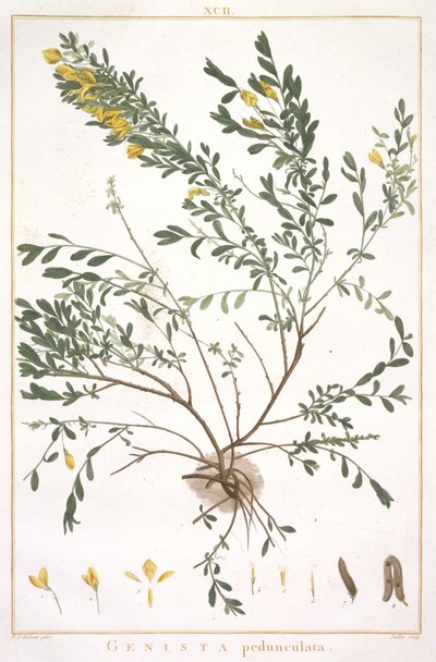 Genista pedunculata, de Stripes Novae aut Minus Cognitae, 1784 (grabado coloreado a mano) de Pierre Joseph Redouté