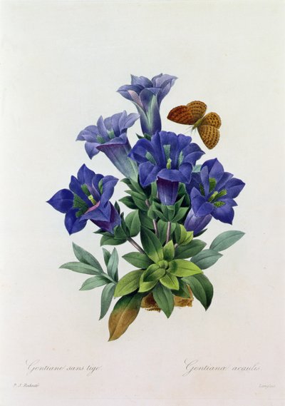 Gentiana Acaulis (grabado en color) de Pierre Joseph Redouté