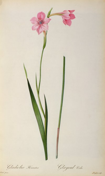 Gladiolus Hirsulus, de 