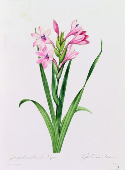 Glayeul Color of Lacquer (grabado en color) de Pierre Joseph Redouté