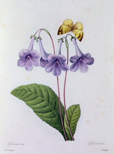 Gloxinia (grabado en color) de Pierre Joseph Redouté