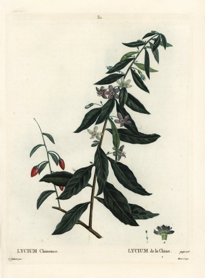 Baya de goji o espino chino, Lycium chinense. Grabado a mano en color por Moret después de una ilustración de Pierre-Joseph Redouté del Tratado de Árboles y Arbustos de Henri Louis Duhamel du Monceau, París de Pierre Joseph Redouté