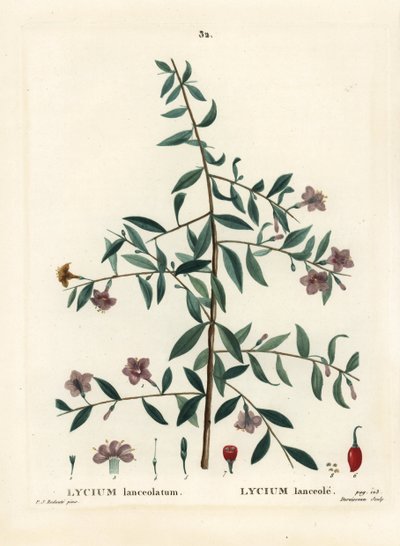 Baya de goji o bayas de lobo chinas, Lycium barbarum de Pierre Joseph Redouté