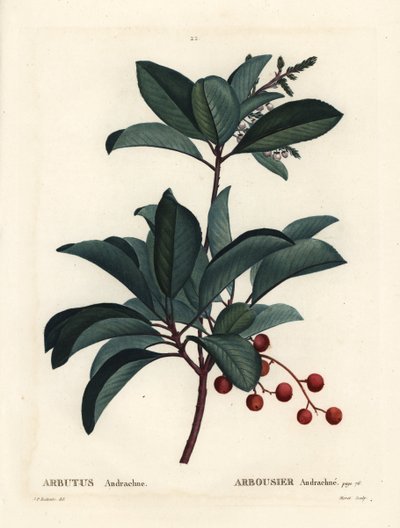 Madroño griego, Arbutus andrachne. Grabado a puntos de color a mano por Moret después de una ilustración de Pierre-Joseph Redouté del Tratado de los Árboles y Arbustos de Henri Louis Duhamel du Monceau, París de Pierre Joseph Redouté