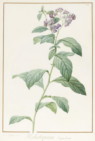 Heliotropium Corymbosurn, 1812 de Pierre Joseph Redouté