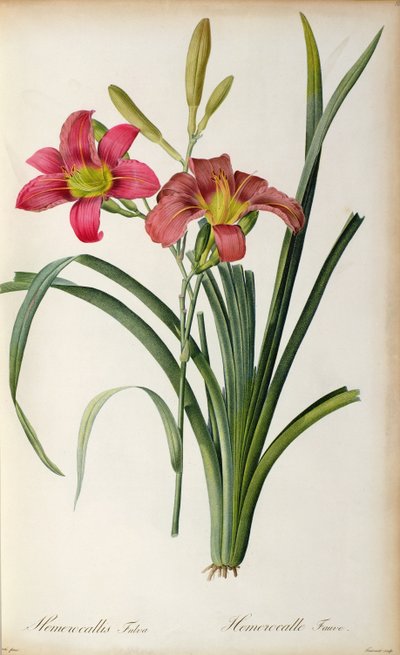 Hemerocallis fulva, de 