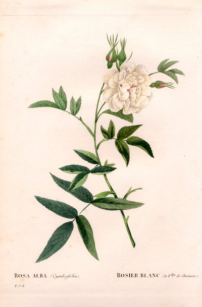 Rosa blanca de hojas de cáñamo, Rosa alba var. cannabifolia, rosa blanca con hojas de cáñamo. Grabado en cobre a mano coloreado de Pierre Joseph Redouté “Les Roses,” París de Pierre Joseph Redouté