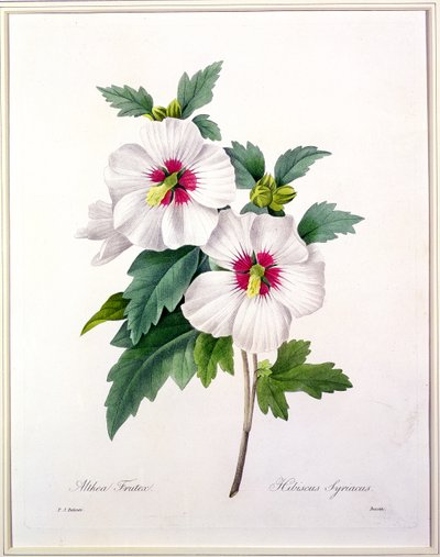 Hibiscus syriacus, grabado por Bessin, de 