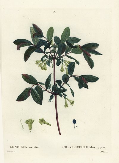 Madreselva azul, baya de Haskap, madreselva de bayas azules o madreselva dulce, Lonicera caerulea. Grabado a puntos de color a mano por Miss Brenet después de una ilustración de Pierre-Joseph Redouté del Tratado de los Árboles y Arbustos de Henri Louis Duh de Pierre Joseph Redouté