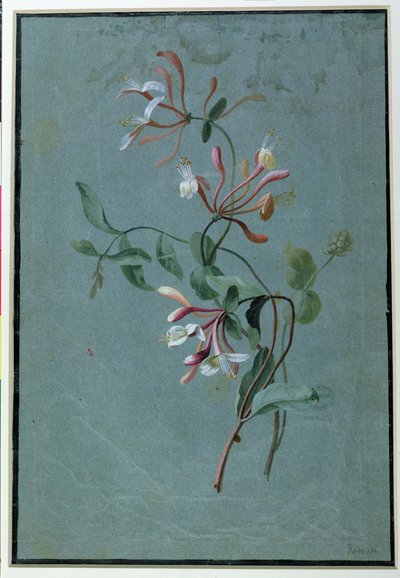 Madreselva de Pierre Joseph Redouté