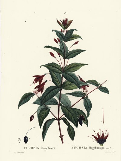 Colibrí fucsia, Fuchsia magellanica de Pierre Joseph Redouté