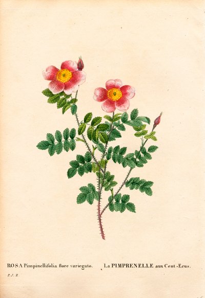 Rosa Burnet de cien coronas, Rosa pimpinellifolia variedad, La Pimprenelle aux Cent-Ecus. Grabado en cobre a mano coloreado de Pierre Joseph Redouté “Les Roses,” París de Pierre Joseph Redouté
