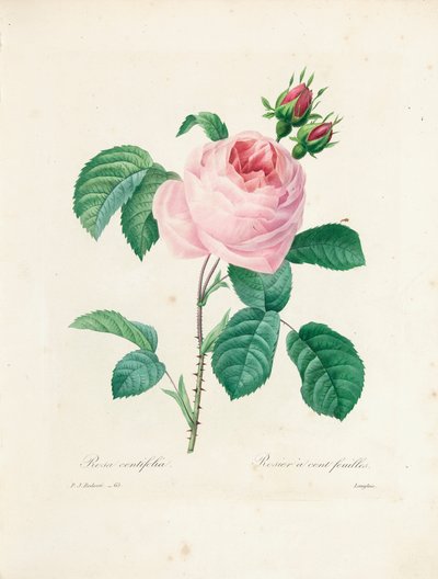 Rosa de Cien Hojas, grabado por Langlois, de 