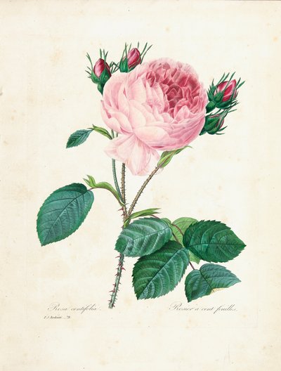 Rosa de cien hojas, de 