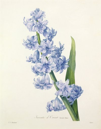 Hyacinthus orientalis (jacinto común), grabado por Victor, de 