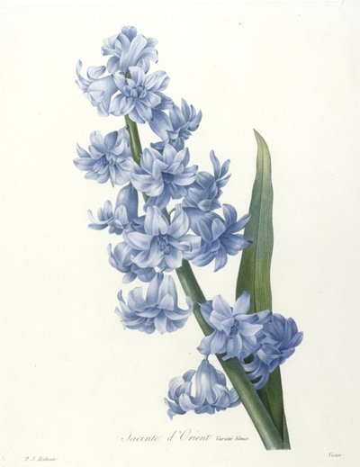 Jacinte dOrient, variété bleue, de Choix Des Plus Belle Fleurs et des Plus Beaux Fruits, 1827 de Pierre Joseph Redouté