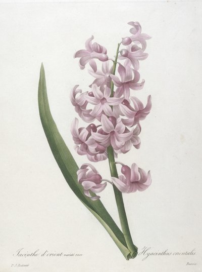 Jacinthe dorient variété rose, Hyacinthus orientalis, de Choix des Plus Belle Fleurs et des Plus Beaux Fruits, 1827 de Pierre Joseph Redouté