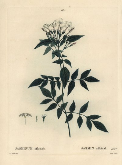Jazmín, Jasminum officinale. Grabado a puntos coloreado a mano por Moret después de una ilustración de Pierre-Joseph Redoute del 