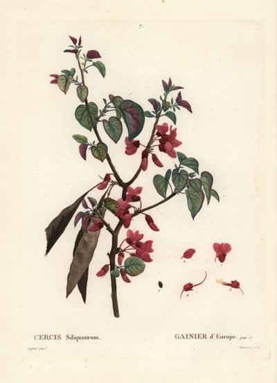 Árbol de Judas, Cercis siliquastrum. Grabado a puntos coloreado a mano por Tassaert después de una ilustración de Pierre-Joseph Redoute del Tratado de Árboles y Arbustos de Henri Louis Duhamel du Moncel, París de Pierre Joseph Redouté