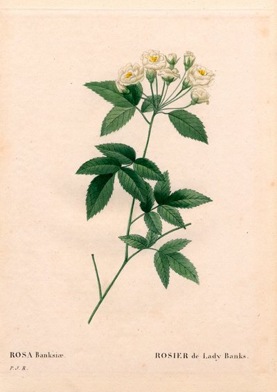 Rosa Lady Banks, Rosa banksiae var. alba-plena. Grabado en cobre a mano coloreado de Les Roses de Pierre Joseph Redoute de Pierre Joseph Redouté