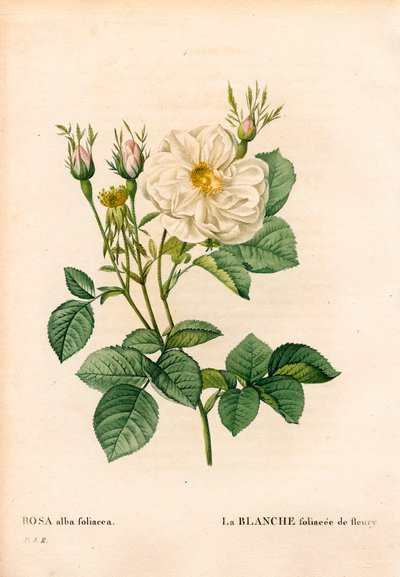 Rosa blanca frondosa de Fleury, Rosa alba variedad, la blanca frondosa de Fleury. Grabado en cobre a mano coloreado de Pierre Joseph Redouté “Les Roses,” París de Pierre Joseph Redouté