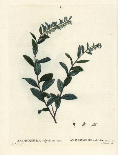 Leatherleaf, Chamaedaphne calyculata (Andromeda calyculata). Grabado a mano en color por Miss Brenet después de una ilustración de Pierre-Joseph Redoute del Tratado de Árboles y Arbustos de Henri Louis Duhamel du Moncel, París de Pierre Joseph Redouté