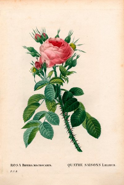 Rosa de las Cuatro Estaciones de Lelieur, La Quatre Saisons Lelieur, Rosa damascena var. bifera. Grabado en cobre a mano de puntos de Pierre Joseph Redoute