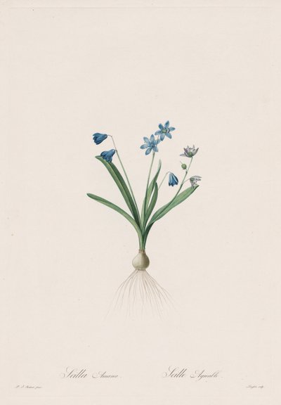 Las Liliáceas: Scilla amaena de Pierre Joseph Redouté