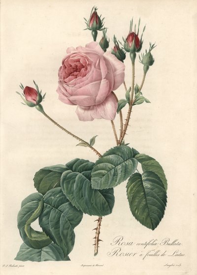 Rosa hoja de lechuga - Aguafuerte de Langlois, basada en una ilustración de Pierre Joseph Redoute (1759-1840), de Les Roses de Pierre Joseph Redouté