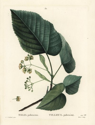 Tilo, Tilia pubescens. Grabado a puntos de color a mano por Moret después de una ilustración de Pierre-Joseph Redouté del Tratado de los Árboles y Arbustos de Henri Louis Duhamel du Monceau, París de Pierre Joseph Redouté
