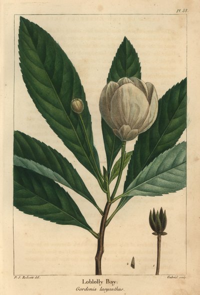 Loblolly bay, Gordonia lasyanthus de Pierre Joseph Redouté