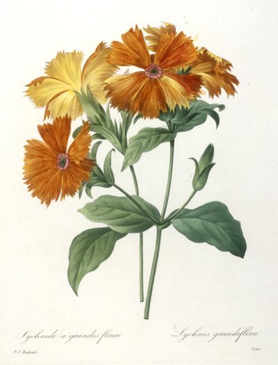 Lychnide a grandes fleurs, Lychnus grandiflora, de Choix Des Plus Belle Fleurs et des Plus Beaux Fruits, 1827 de Pierre Joseph Redouté