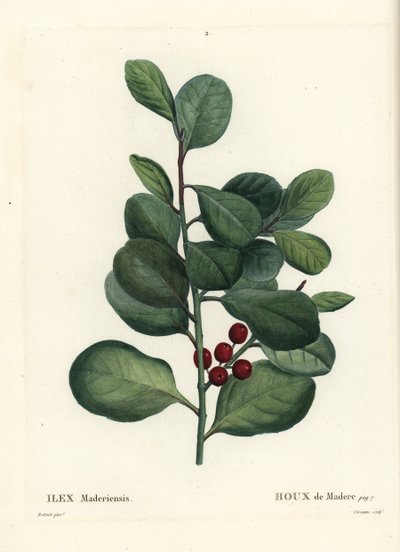 Acebo de Madeira, Ilex perado. Grabado a mano en color por Casenave después de una ilustración de Pierre-Joseph Redouté del Tratado de Árboles y Arbustos de Henri Louis Duhamel du Monceau, París de Pierre Joseph Redouté