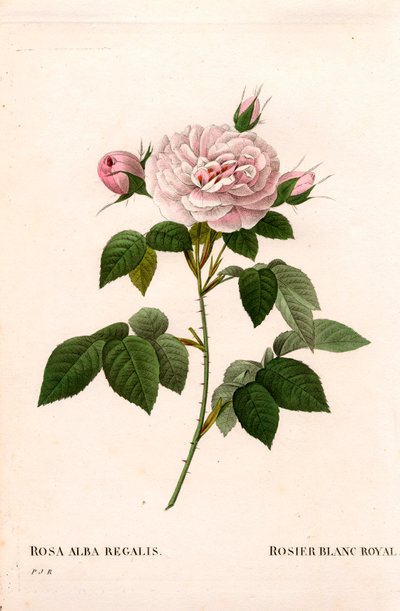 Rosa blanca real, variedad Rosa alba var. incarnata. Grabado en cobre a mano de Pierre Joseph Redoute
