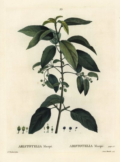 Maqui o baya de vino chilena, Aristotelia chilensis (Aristotelia macqui). Grabado a puntos coloreado a mano por Aimee después de una ilustración de Pierre-Joseph Redoute del Tratado de Árboles y Arbustos de Henri Louis Duhamel du Moncel, París de Pierre Joseph Redouté