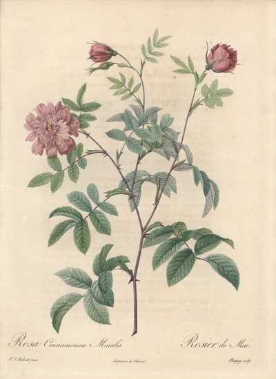 Rosa de mayo o rosa canela - Aguafuerte de Chapuy, de una ilustración de Pierre Joseph Redoute (1759-1840), extracto de Les Roses de Pierre Joseph Redouté