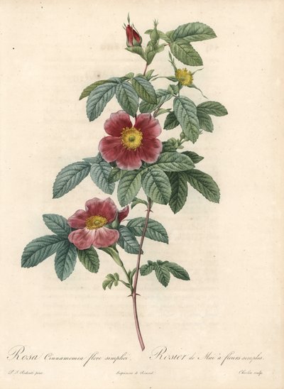 Rosa de mayo o rosa canela una flor simple - Aguafuerte de Charlin, de una ilustración de Pierre Joseph Redoute (1759-1840), de Les Roses de Pierre Joseph Redouté