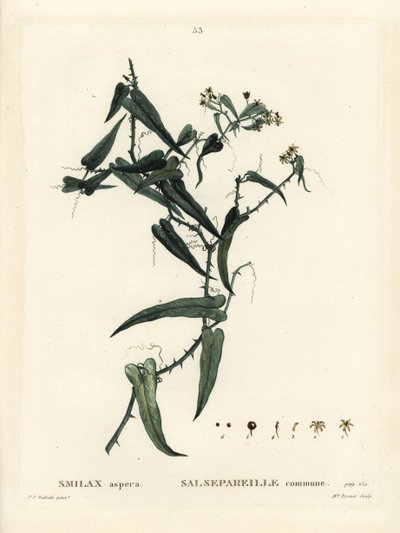 Smilax mediterránea, Smilax aspera. Grabado a mano en color por Miss Brenet después de una ilustración de Pierre-Joseph Redoute del Tratado de Árboles y Arbustos de Henri Louis Duhamel du Moncel, París de Pierre Joseph Redouté
