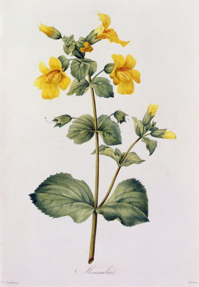 Mimulus (grabado en color) de Pierre Joseph Redouté
