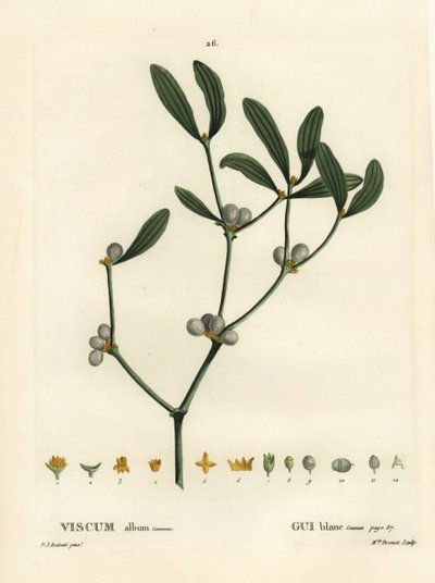 Muérdago, Visum album. Grabado a puntos coloreado a mano por Miss Brenet después de una ilustración de Pierre-Joseph Redoute del 