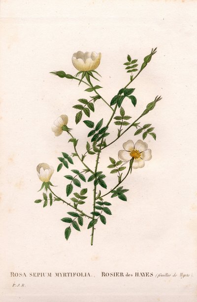 Rosa de seto de hojas de mirto, Rosa aggrestis variedad, Rosa de los setos con hojas de mirto. Grabado en cobre a mano coloreado de Pierre Joseph Redouté “Les Roses,” París de Pierre Joseph Redouté