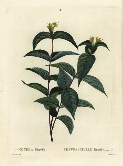 Madreselva del norte, Diervilla lonicera (Lonicera diervilla). Grabado a mano coloreado por Du Ruisseau después de una ilustración de Pierre-Joseph Redoute del Tratado de Árboles y Arbustos de Henri Louis Duhamel du Moncel, París de Pierre Joseph Redouté