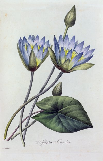 Nymphea Caerulea (grabado en color) de Pierre Joseph Redouté