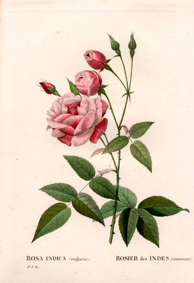 Rosa común india, Rosa chinensis. Grabado en cobre a mano de puntos de Pierre Joseph Redoute