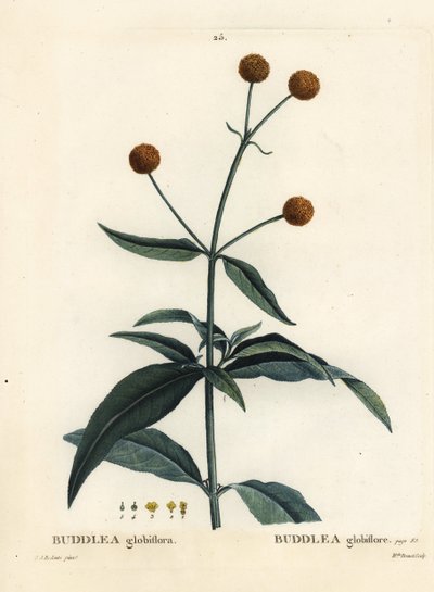 Buddleja globosa de Pierre Joseph Redouté